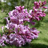 Lilac Tree