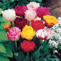 Mixed Tulip Bulbs