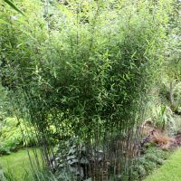 Bamboo Plants