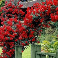 Potted Climbing Rose Plant