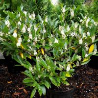 Prunus 'Otto Luyken' Plant