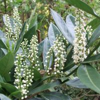 Prunus 'Otto Luyken' Plant