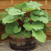 Rhubarb Plants