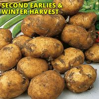 Seed Potatoes