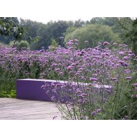 Verbena Plants