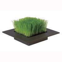 Wheatgrass Growing Tray