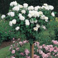Potted Standard Rose Plant