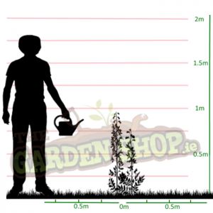 Foxglove Plants