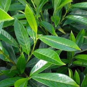 Laurel Plant