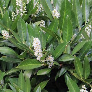 Laurel Plant