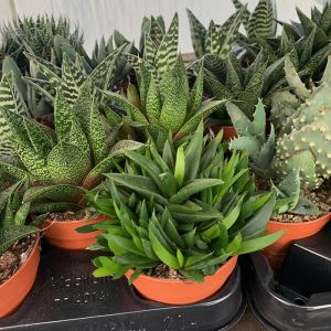 Aloe Vera Plant