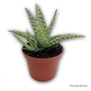 Aloe Vera Plant