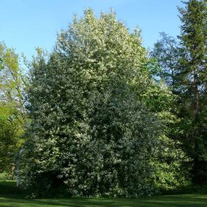 Bird Cherry Tree