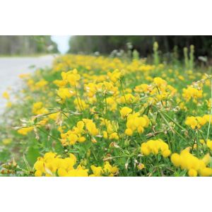 Birdsfoot Trefoil Seeds