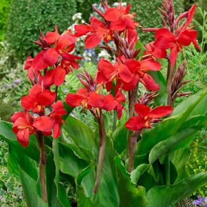 Canna Lily