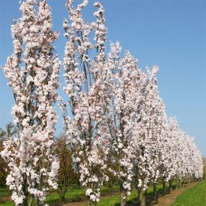 Cherry Blossom Tree