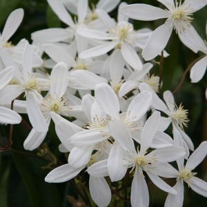 Clematis Climbing Plant