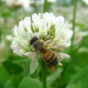 Clover Seeds