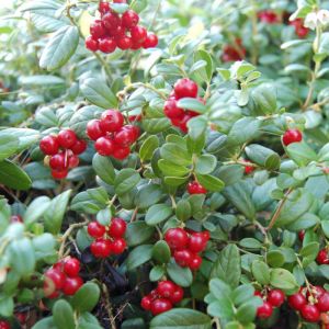 Cranberry Plants