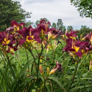 Daylily Roots