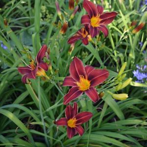 Daylily Roots