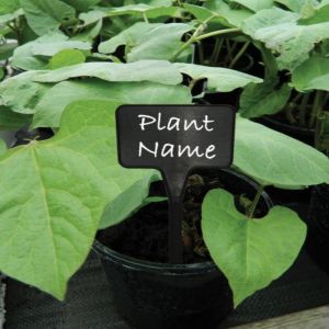 Flower Bulb Labels