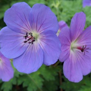 Geranium Plant