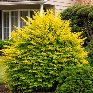 Golden Privet Plant