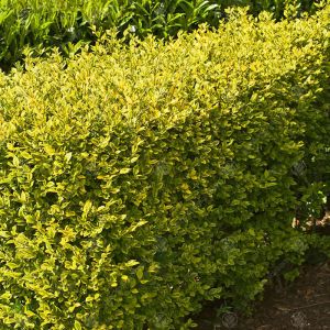 Golden Privet Plant