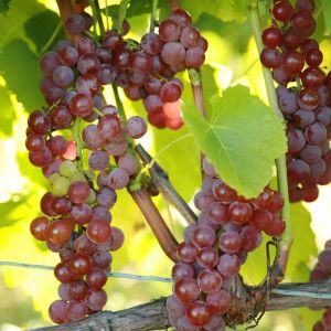 Grape Vine Plant