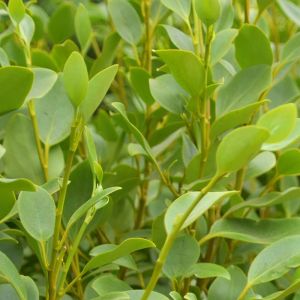 Griselinia Plants