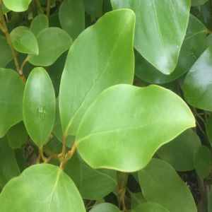 Griselinia Plants