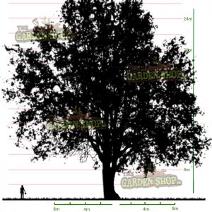 Horse Chestnut Tree