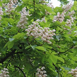 Horse Chestnut Tree