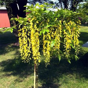 Laburnum Tree