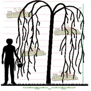 Laburnum Tree
