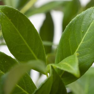 Laurel Plant