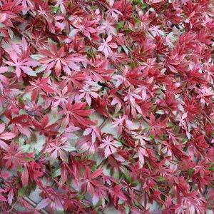 Expanding Leaf Trellis