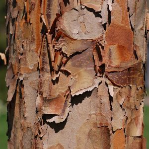 Paperbark Maple Tree