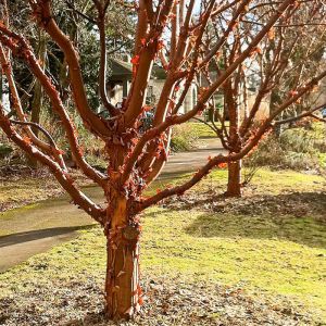 Paperbark Maple Tree