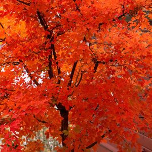 Paperbark Maple Tree