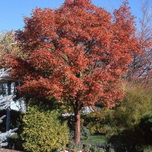 Paperbark Maple Tree