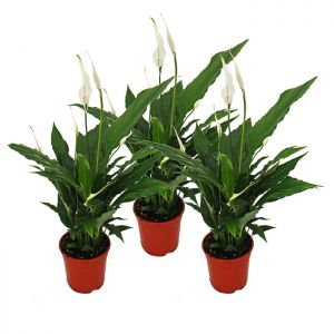 Peace Lily Plant