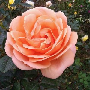 Peach Rose Plant
