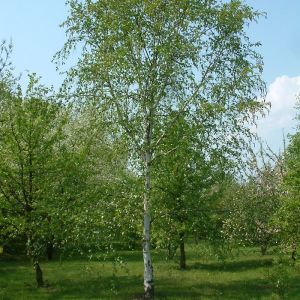 Potted Birch Tree