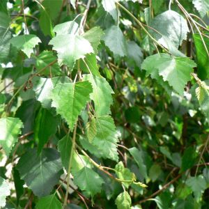 Potted Birch Tree