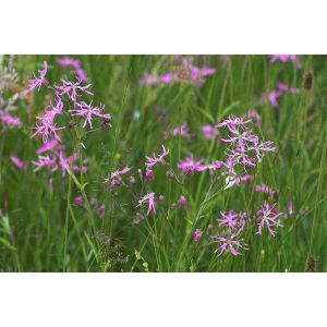 Ragged Robin Seeds