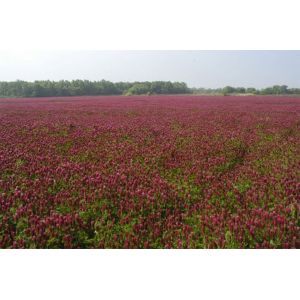 Clover Seeds