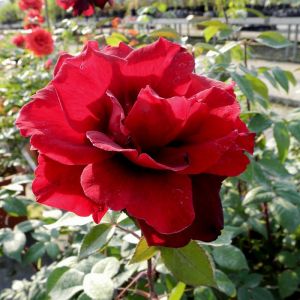 Red Rose Plant