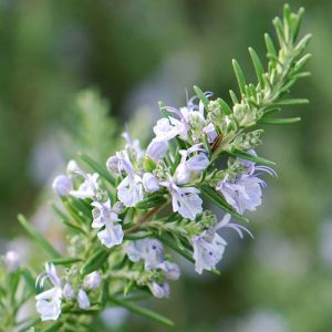 Rosemary Plant